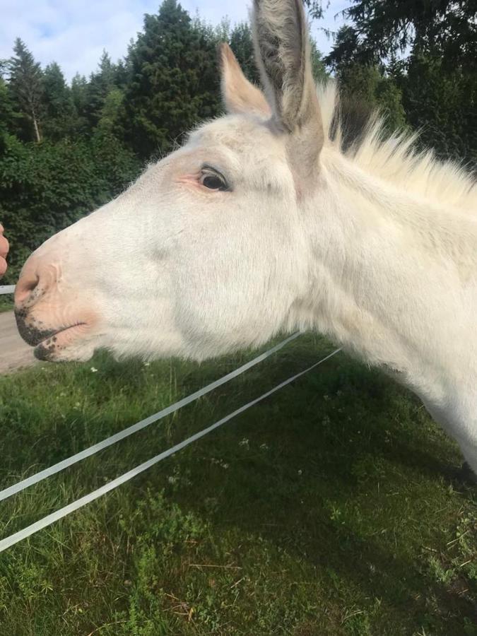 Stuga Asnagard Torsby Esterno foto